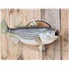 Image 2 : 28" Striped Bass Real Skin Fish Taxidermy