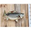 Image 3 : 28" Striped Bass Real Skin Fish Taxidermy