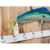 Image 3 : 27" Mahi Mahi Reproduction Fish Taxidermy