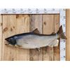 Image 1 : 41" King Salmon Real Skin Fish Taxidermy