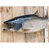 Image 2 : 41" King Salmon Real Skin Fish Taxidermy