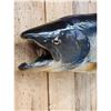 Image 3 : 41" King Salmon Real Skin Fish Taxidermy