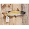 Image 3 : 22" Catfish Real Skin Fish Taxidermy