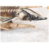 Image 6 : 32" Sturgeon Real Skin Fish Taxidermy