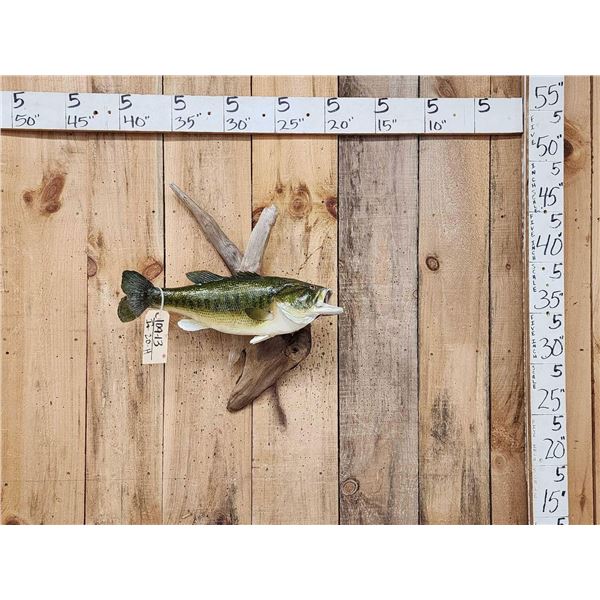 21" Largemouth Bass Real Skin Fish Taxidermy