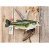 Image 2 : 21" Largemouth Bass Real Skin Fish Taxidermy
