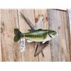 Image 4 : 21" Largemouth Bass Real Skin Fish Taxidermy
