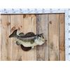 Image 1 : 24" Largemouth Bass Real Skin Fish Taxidermy