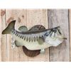 Image 2 : 24" Largemouth Bass Real Skin Fish Taxidermy