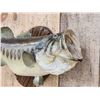 Image 3 : 24" Largemouth Bass Real Skin Fish Taxidermy