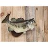 Image 4 : 24" Largemouth Bass Real Skin Fish Taxidermy