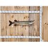 Image 1 : 40" Muskie Real Skin Fish Taxidermy