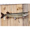 Image 2 : 40" Muskie Real Skin Fish Taxidermy