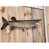 Image 3 : 40" Muskie Real Skin Fish Taxidermy