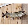 Image 4 : 40" Muskie Real Skin Fish Taxidermy