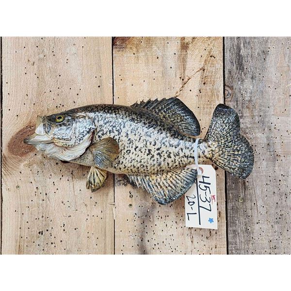 17" Crappie Real Skin Fish Taxidermy