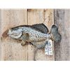 Image 1 : 17" Crappie Real Skin Fish Taxidermy