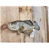 Image 2 : 17" Crappie Real Skin Fish Taxidermy