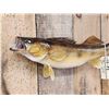 Image 2 : 26" Walleye Real Skin Fish Taxidermy