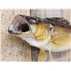 Image 3 : 26" Walleye Real Skin Fish Taxidermy