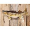 Image 4 : 26" Walleye Real Skin Fish Taxidermy