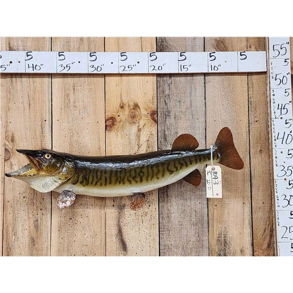 35" Muskie Real Skin Fish Taxidermy