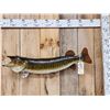Image 1 : 35" Muskie Real Skin Fish Taxidermy