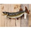 Image 3 : 35" Muskie Real Skin Fish Taxidermy