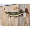 Image 5 : 35" Muskie Real Skin Fish Taxidermy