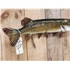 Image 3 : 31" Northern Pike Real Skin Fish Taxidermy