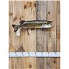 Image 4 : 31" Northern Pike Real Skin Fish Taxidermy