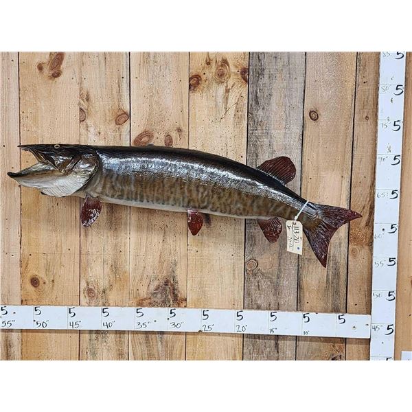 Giant 50" Muskie Real Skin Fish Taxidermy