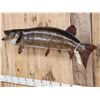 Image 3 : Giant 50" Muskie Real Skin Fish Taxidermy