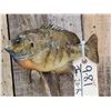 Image 2 : 9 1/2" Bluegill Real Skin Fish Taxidermy