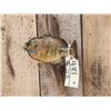 Image 4 : 9 1/2" Bluegill Real Skin Fish Taxidermy