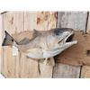 Image 4 : 33" Red Fish Real Skin Fish Taxidermy