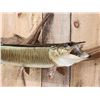 Image 2 : 34" Muskie Real Skin Fish Taxidermy