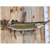 Image 3 : 34" Muskie Real Skin Fish Taxidermy