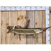 Image 4 : 34" Muskie Real Skin Fish Taxidermy