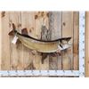 Image 1 : 46" Muskie Real Skin Fish Taxidermy