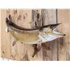 Image 2 : 46" Muskie Real Skin Fish Taxidermy
