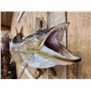 Image 6 : 46" Muskie Real Skin Fish Taxidermy