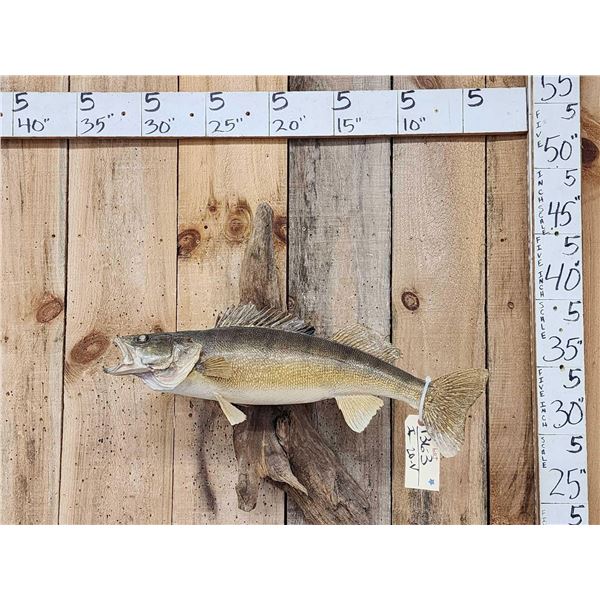 25" Walleye Real Skin Fish Taxidermy