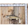 Image 1 : 25" Walleye Real Skin Fish Taxidermy