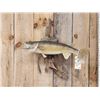 Image 2 : 25" Walleye Real Skin Fish Taxidermy