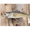 Image 3 : 25" Walleye Real Skin Fish Taxidermy