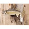 Image 4 : 25" Walleye Real Skin Fish Taxidermy