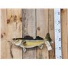 Image 1 : 24" Walleye Real Skin Fish Taxidermy