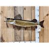 Image 1 : 34" Northern Pike Real Skin Fish Taxidermy