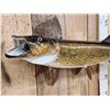 Image 2 : 34" Northern Pike Real Skin Fish Taxidermy
